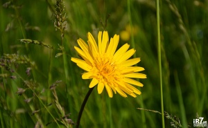 Foto: Harald Illmer, www.ir7.at